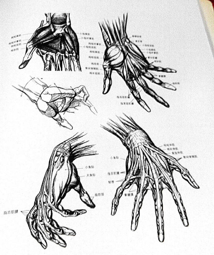 肢体解剖人体透视素描素材