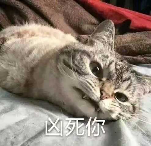 猫咪表情包,收藏赞专辑