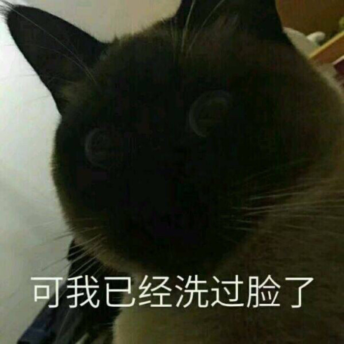 猫咪表情包 "可我已经洗过脸了"