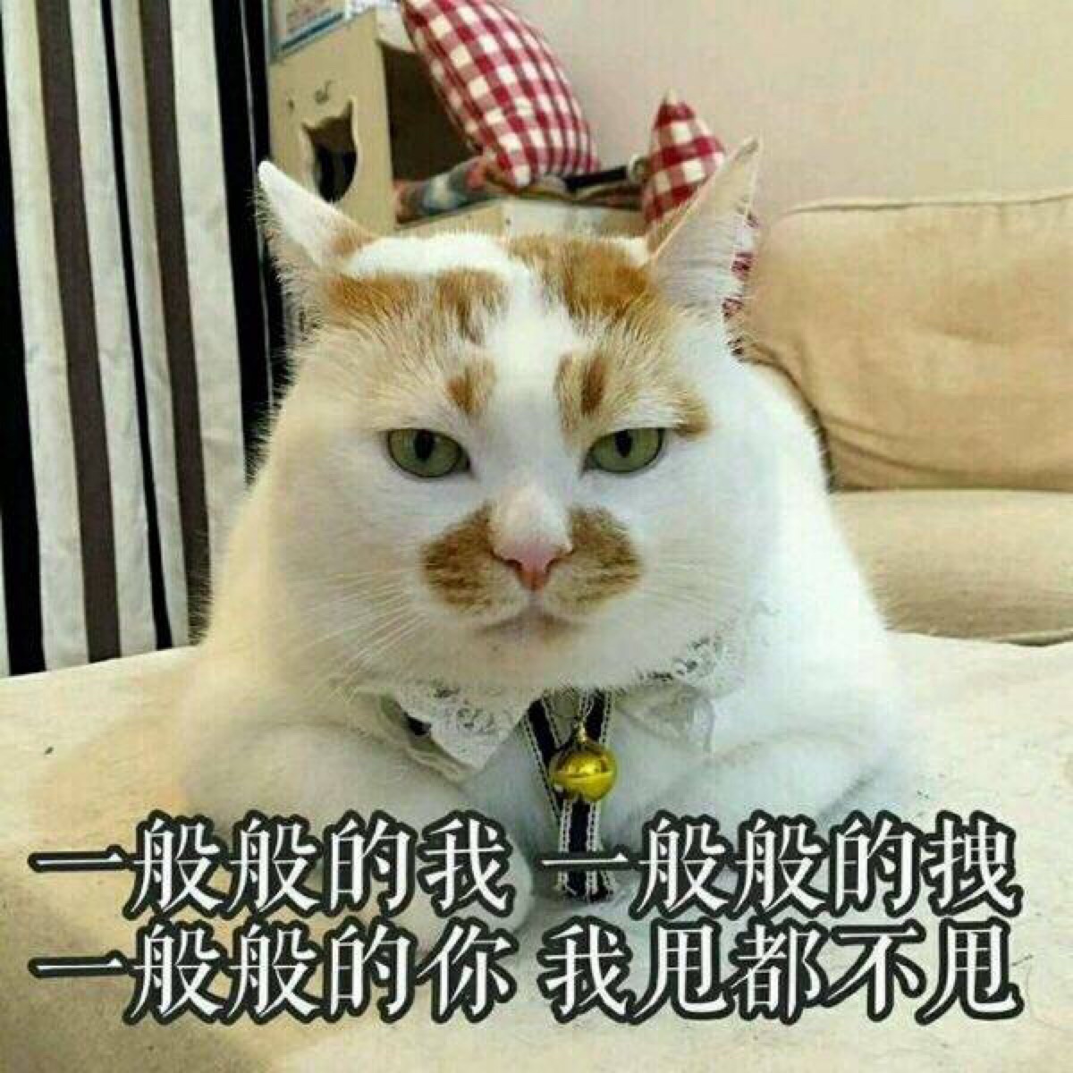 猫咪表情包 "一般般的我 一般般的拽 一般般的你 我甩都甩不开"