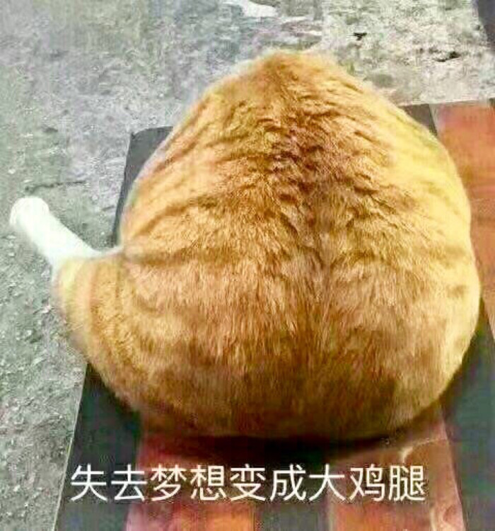 猫咪表情包 失去梦想变成大鸡腿