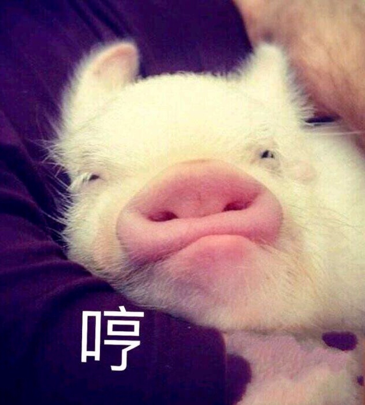 猪猪表情包 "哼"