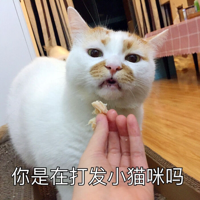 楼楼表情包 猫