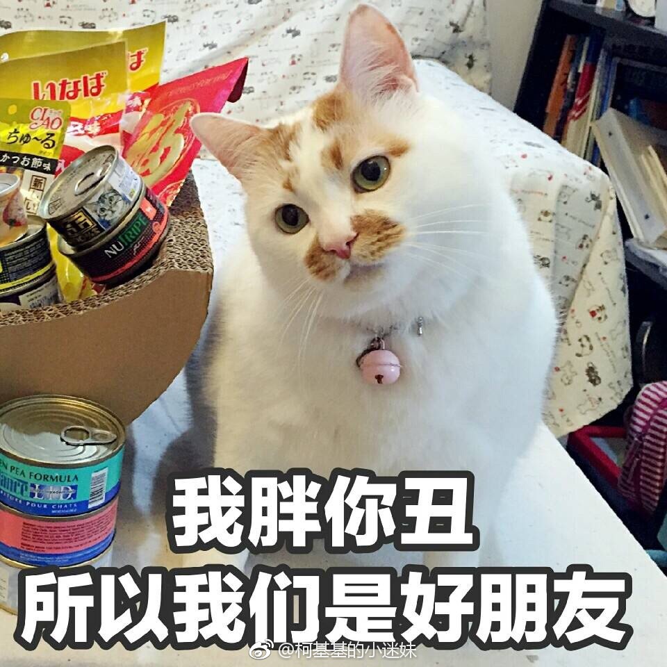 楼楼表情包 猫