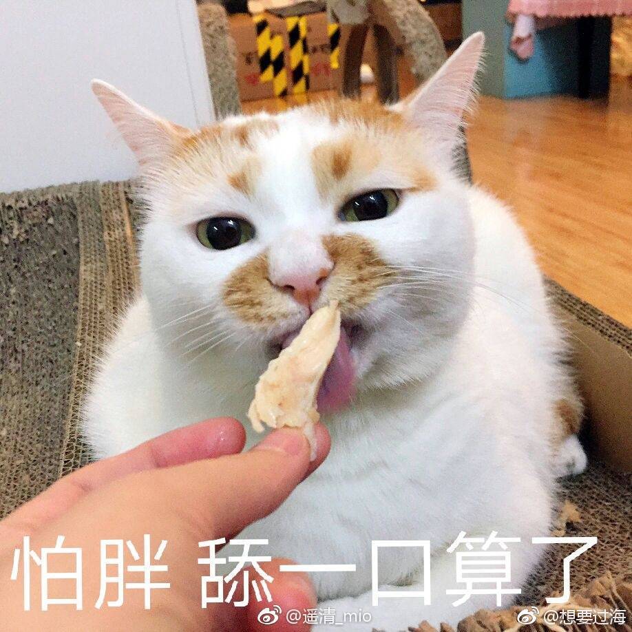 楼楼表情包 猫