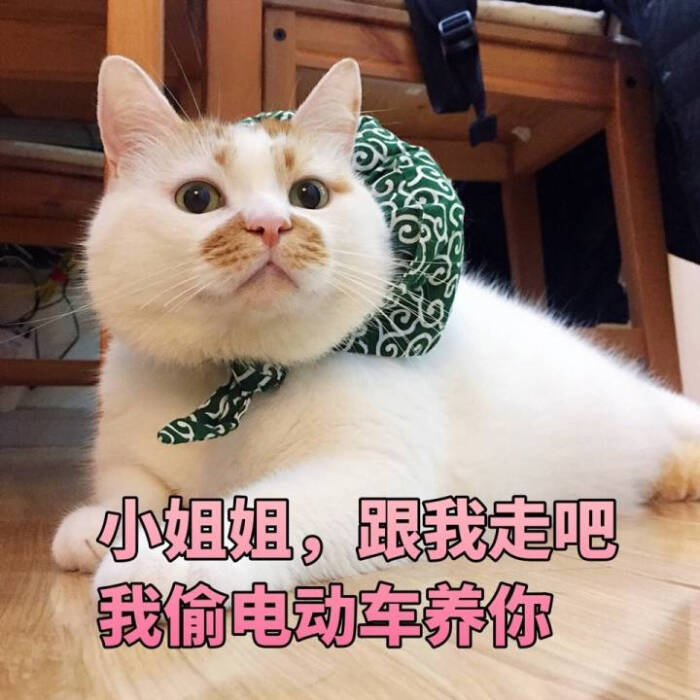 楼楼表情包 猫