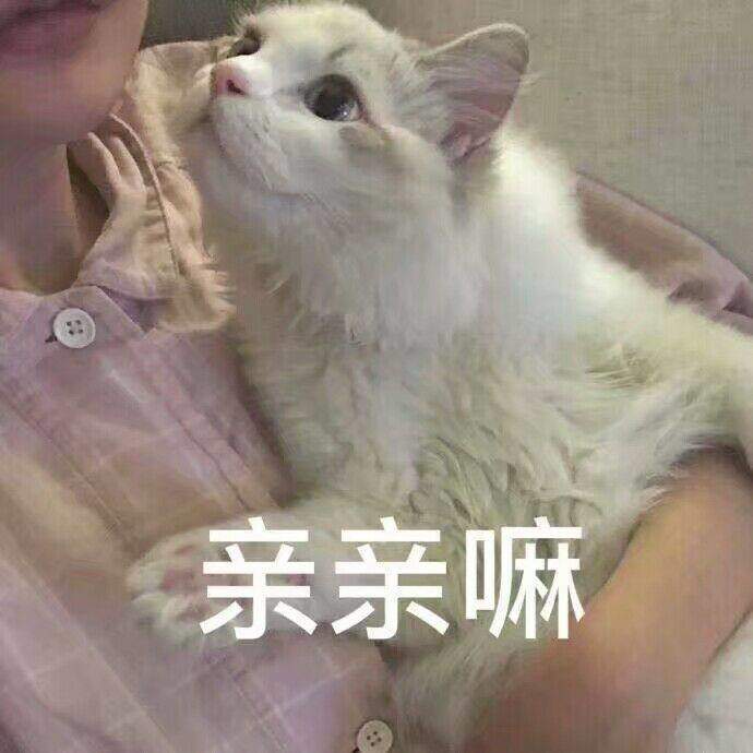猫咪撒娇亲亲