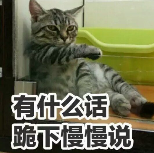 猫咪傲娇