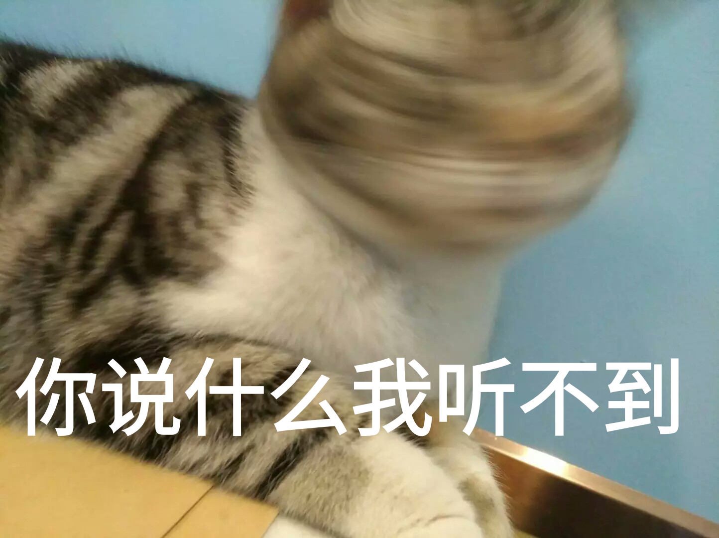 猫猫 表情包 摇头晃脑 你说什么我听不到