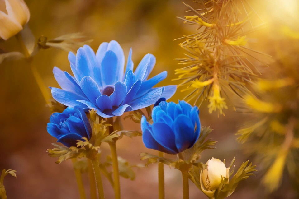 瓜叶菊是带着浓浓的亲情味道的花朵,花语是合家欢乐.