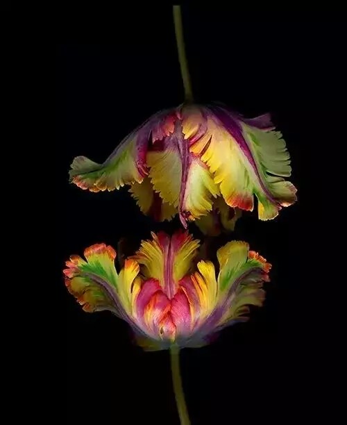 奇花异卉——鹦鹉郁金香,我想它大概是世界上最美丽的调色盘.