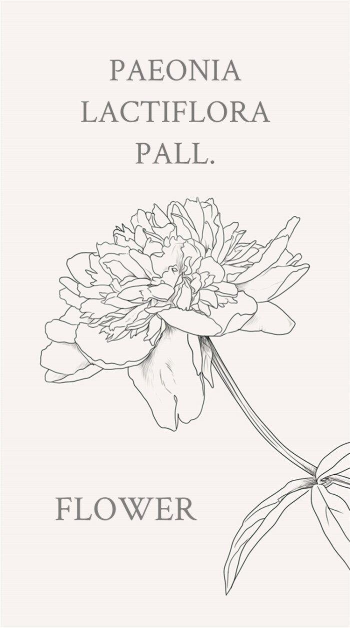 芍药(学名:paeonia lactiflora pall.