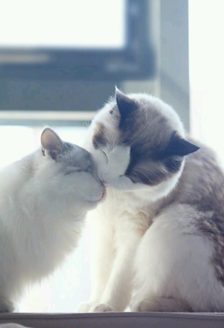 情侣 亲吻 猫