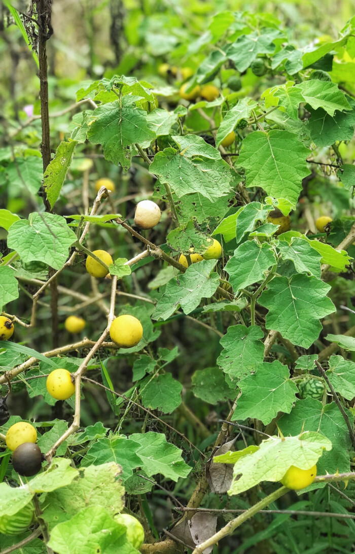 黄果茄