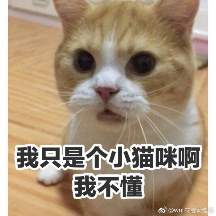 我只是个小猫咪猫表情包