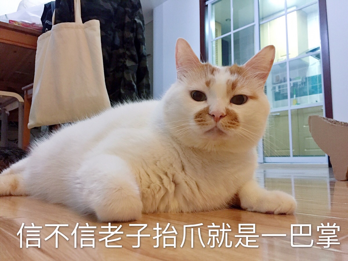 信不信老子抬爪就是一巴掌 猫咪表情包