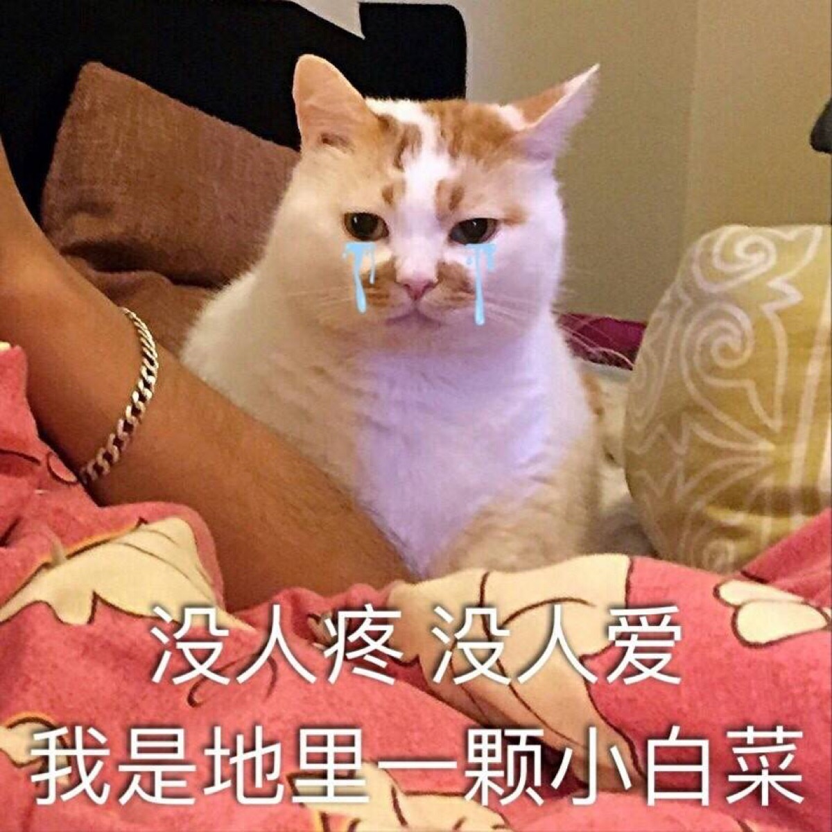 没人疼没人爱我是地里一颗小白菜 猫表情包