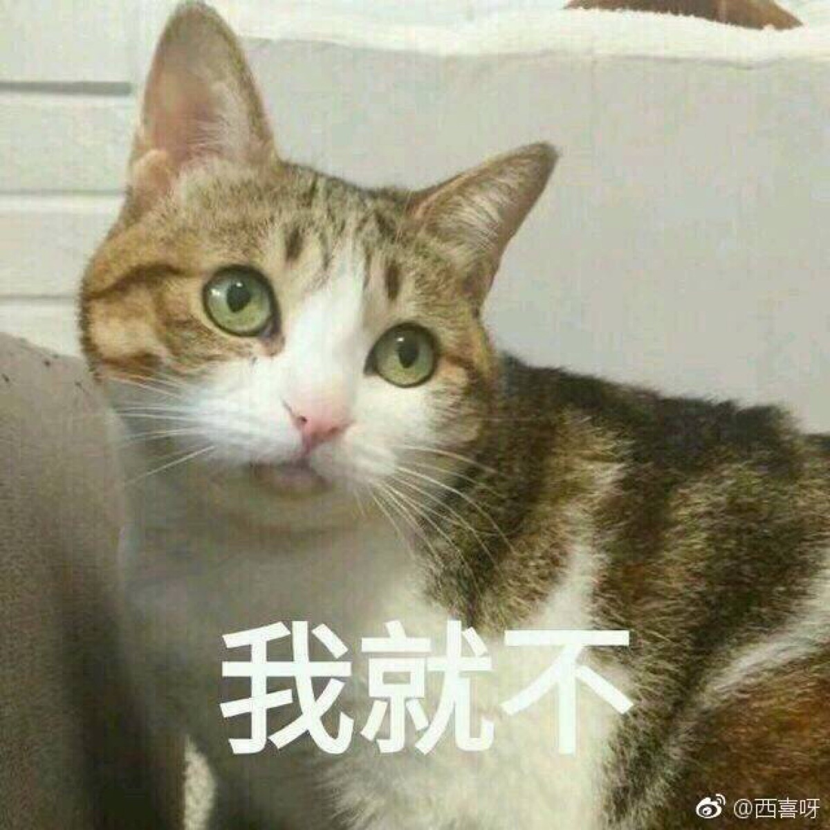 我就不 猫表情包