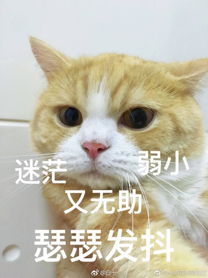 迷茫瑟瑟发抖可怜 猫表情包