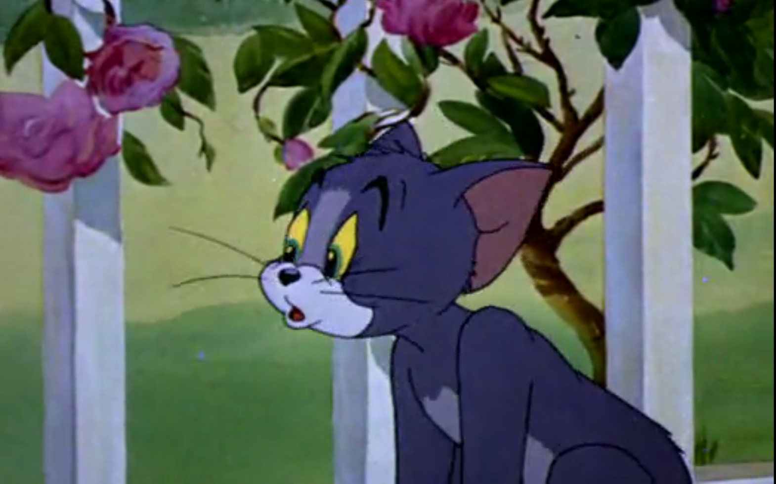 猫和老鼠