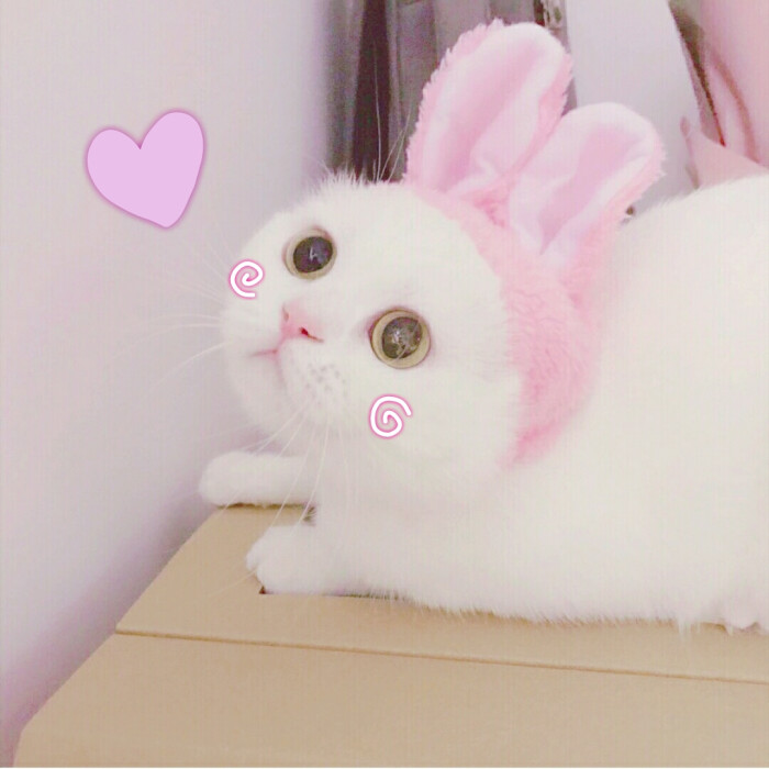 猫咪情头 女 (61ω61)