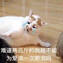 表情包猫楼楼