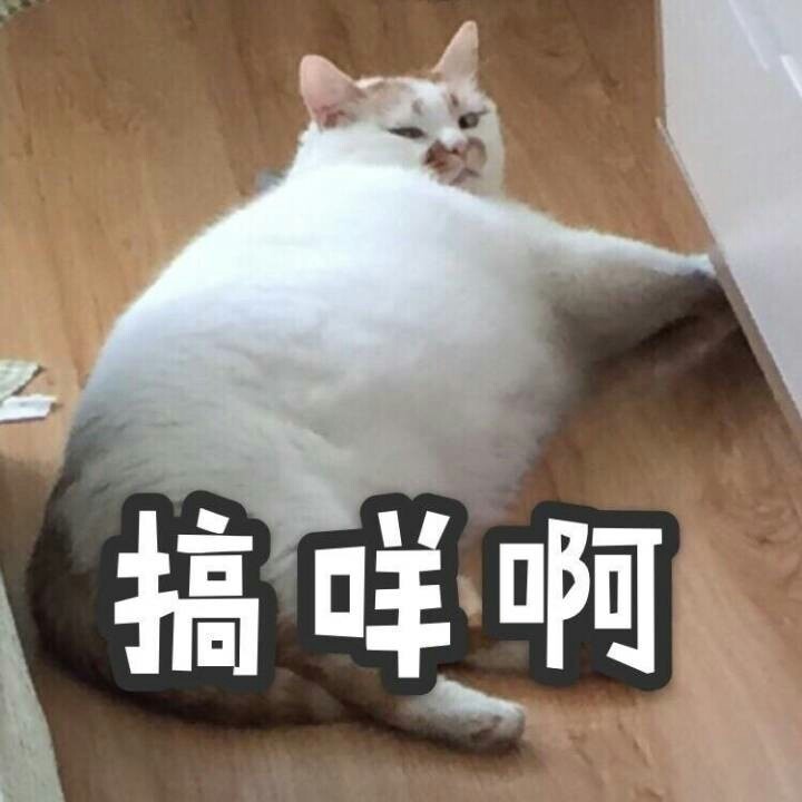 楼楼猫 表情