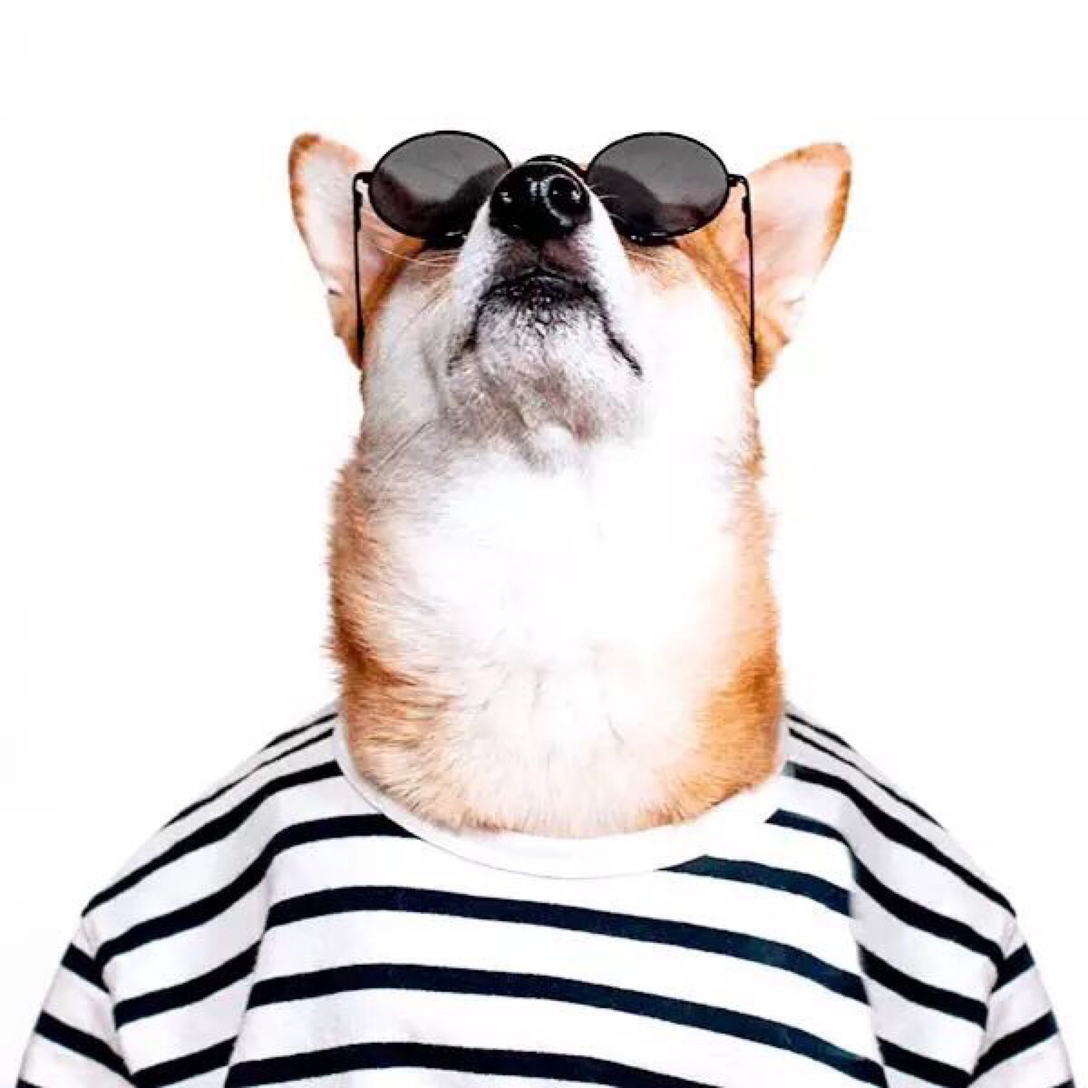 柴犬 头像