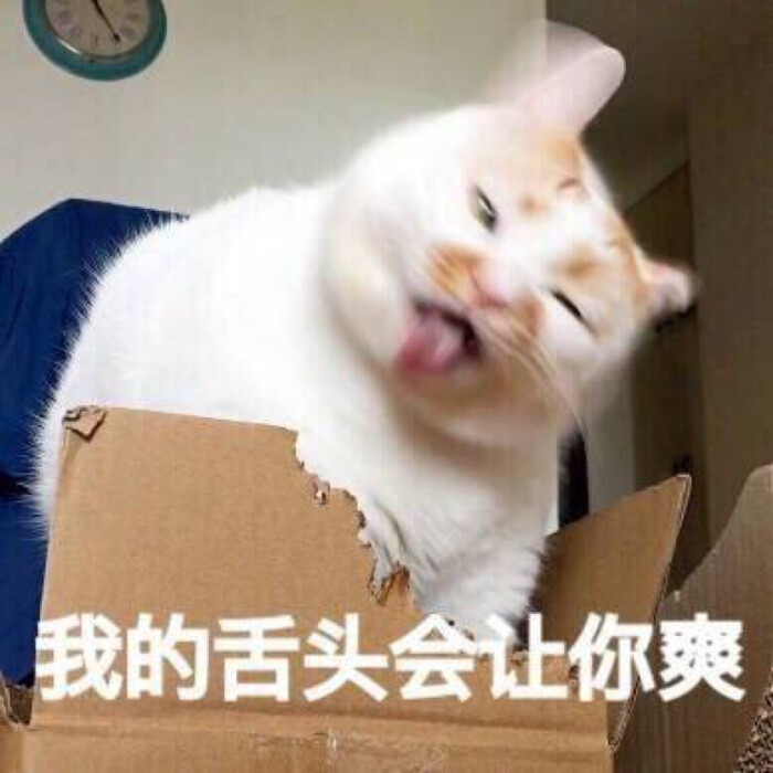 楼楼表情包