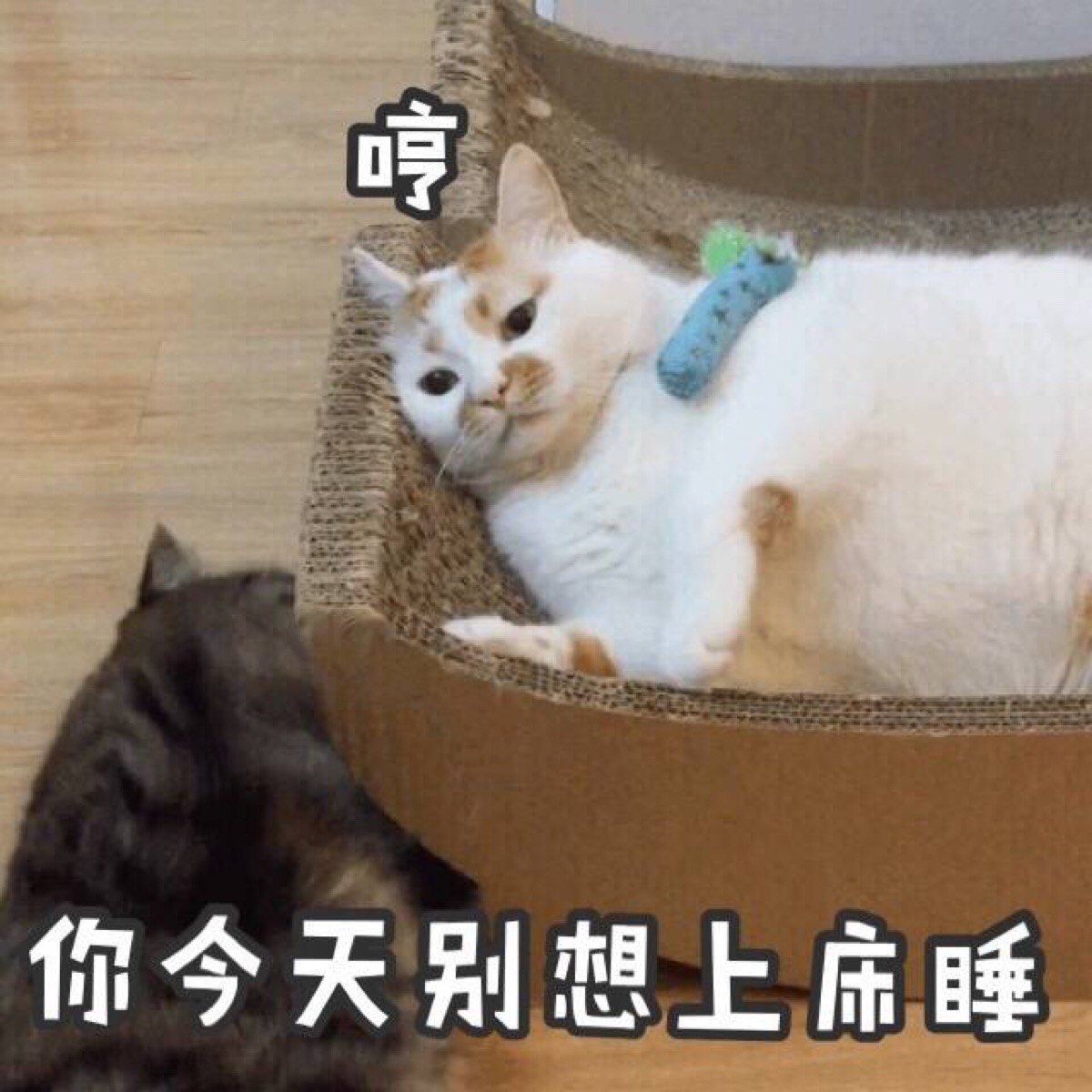 楼楼表情包