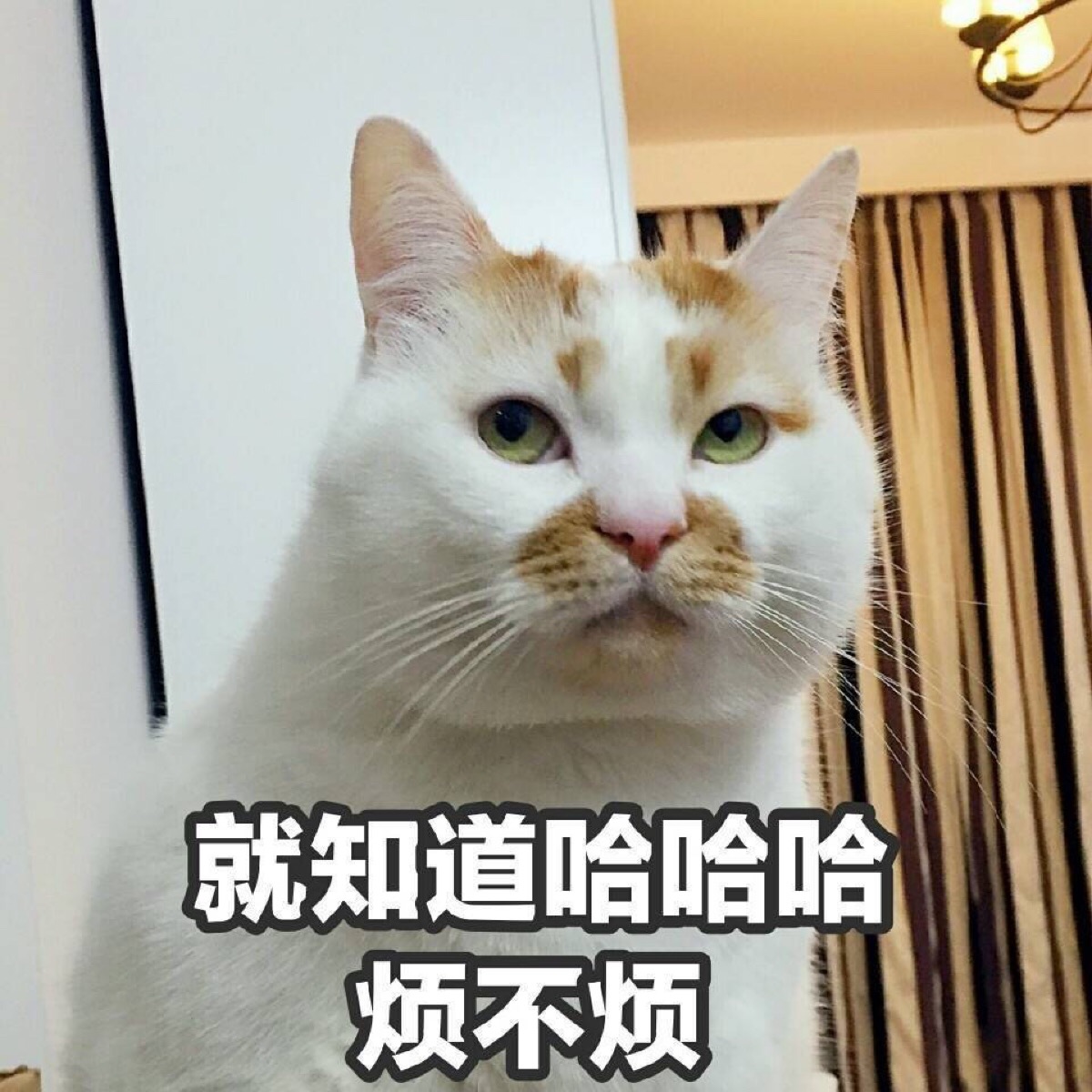 表情包 就知道哈哈哈烦不烦