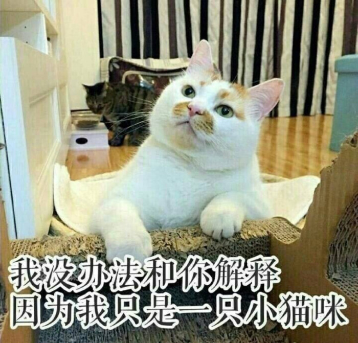 表情包 我没办法和你解释 因为我只是一只小猫咪