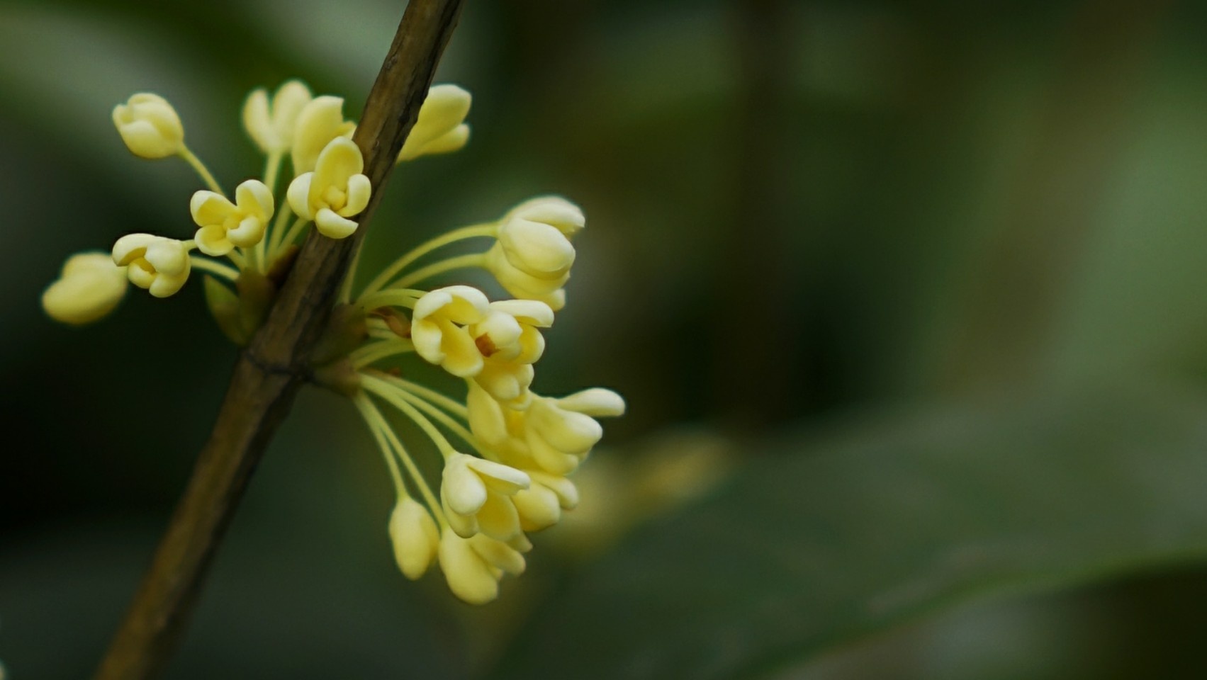 桂花