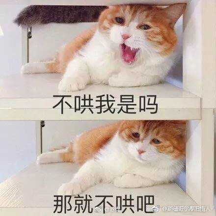 猫咪表情包