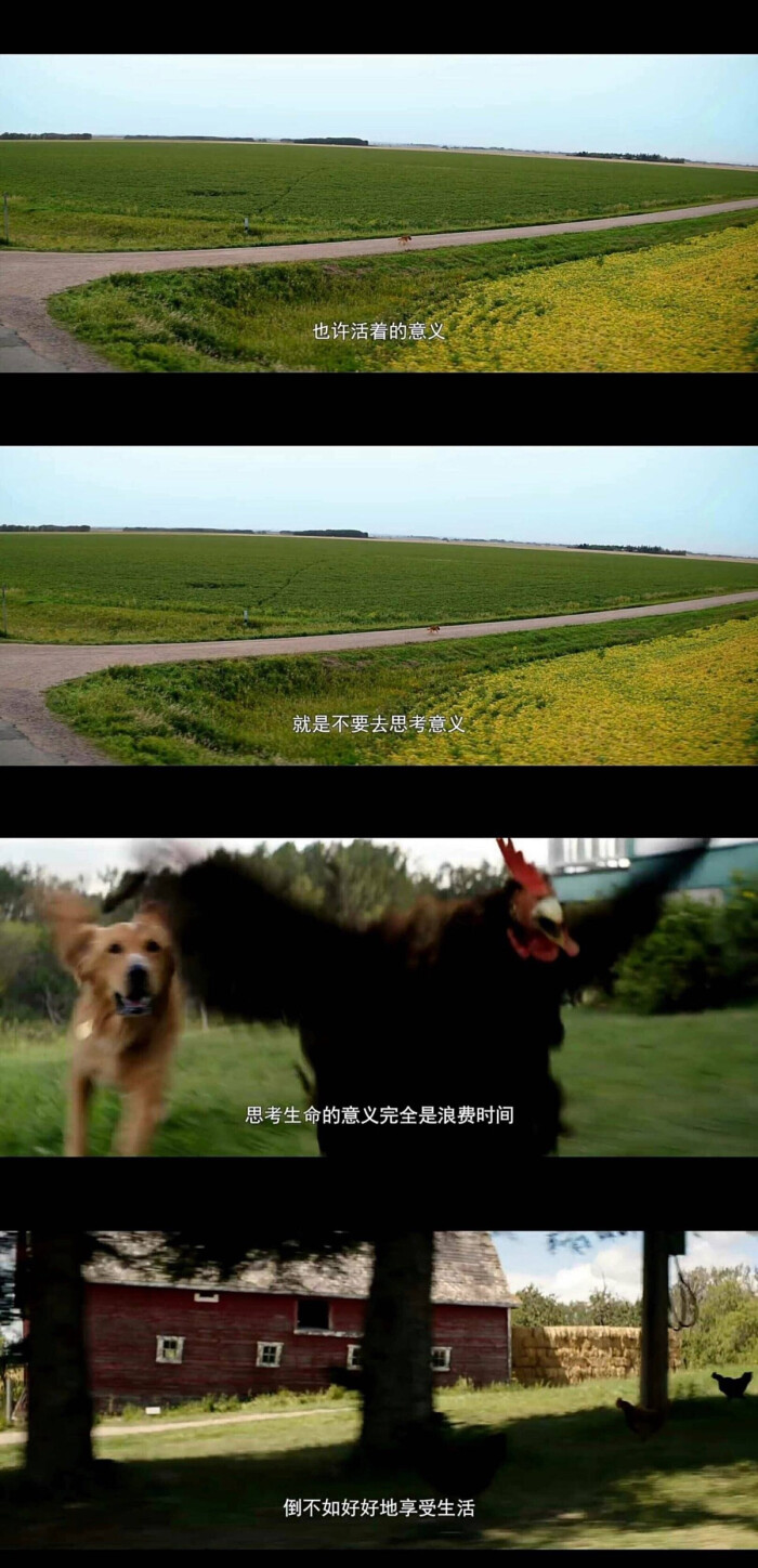一条狗的使命