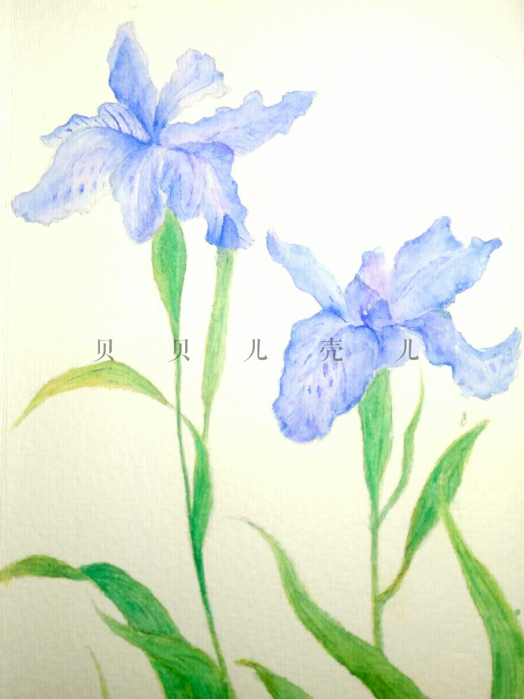 水彩 花卉 鸢尾花