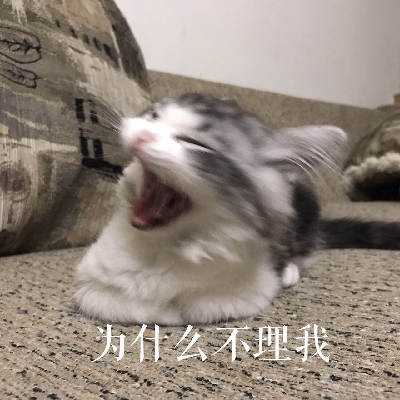 为什么不理我