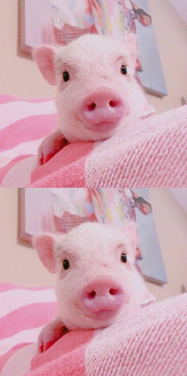 粉红小猪壁纸