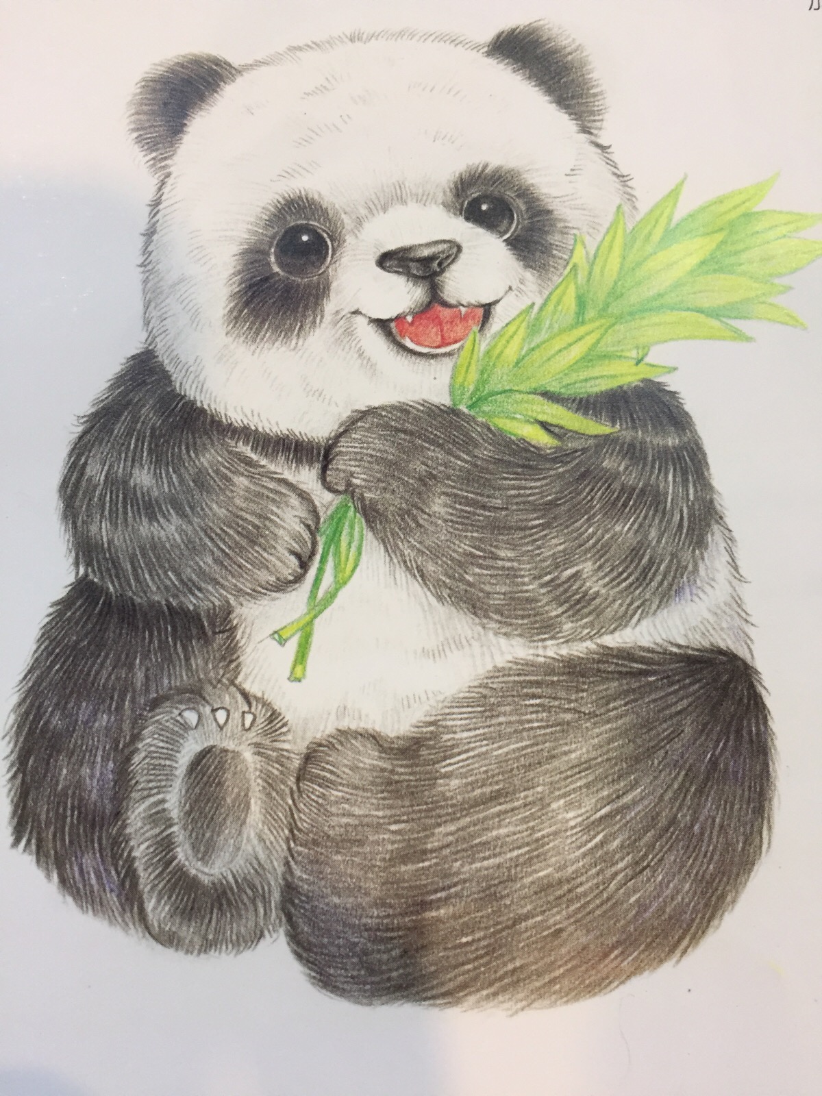 彩铅画 小熊猫
