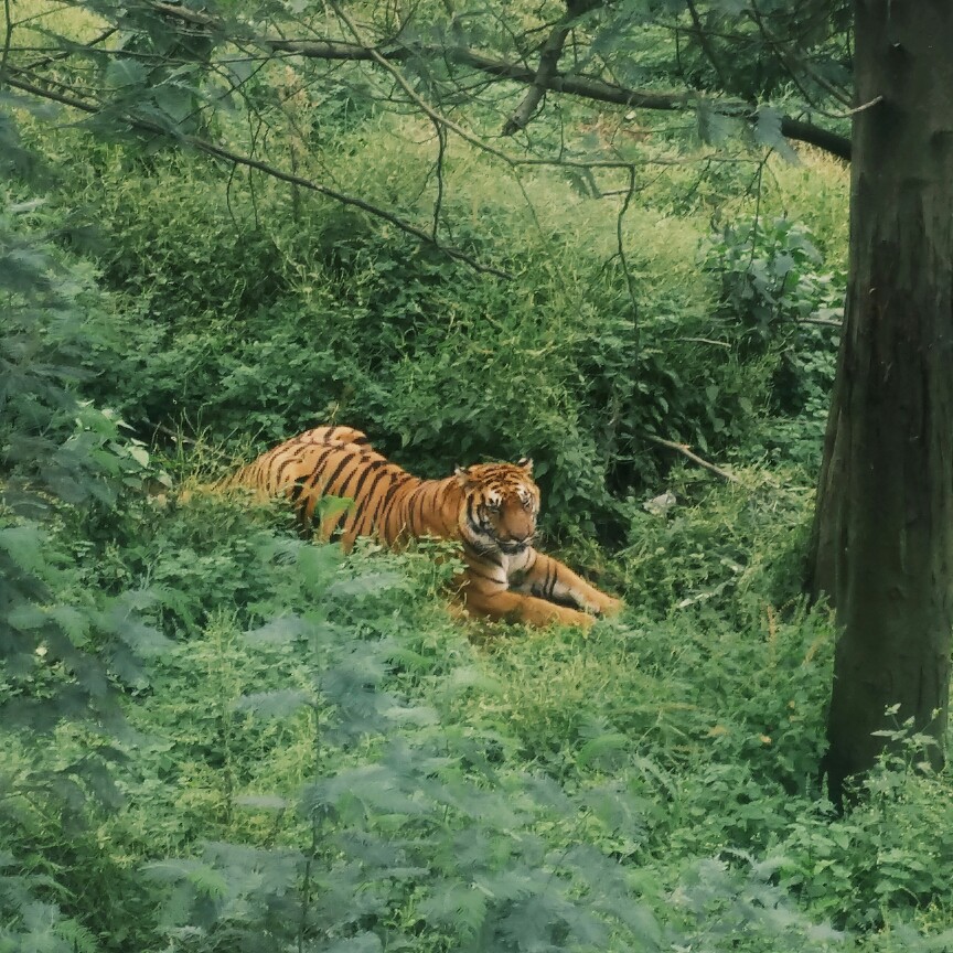 树林间的老虎 昆明野生动物园