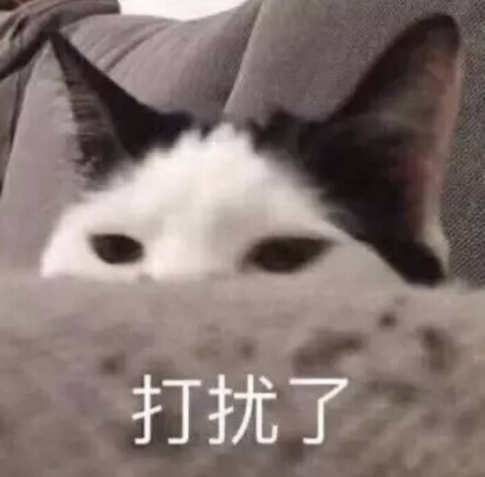 ovo猫咪表情包@熊扑奶团