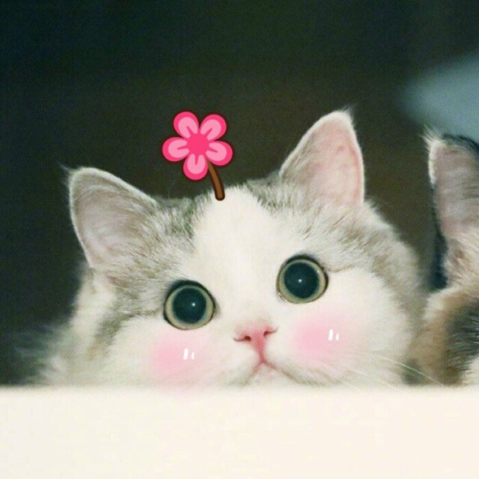 情头 猫 可爱 萌 头像 表情包 搞笑