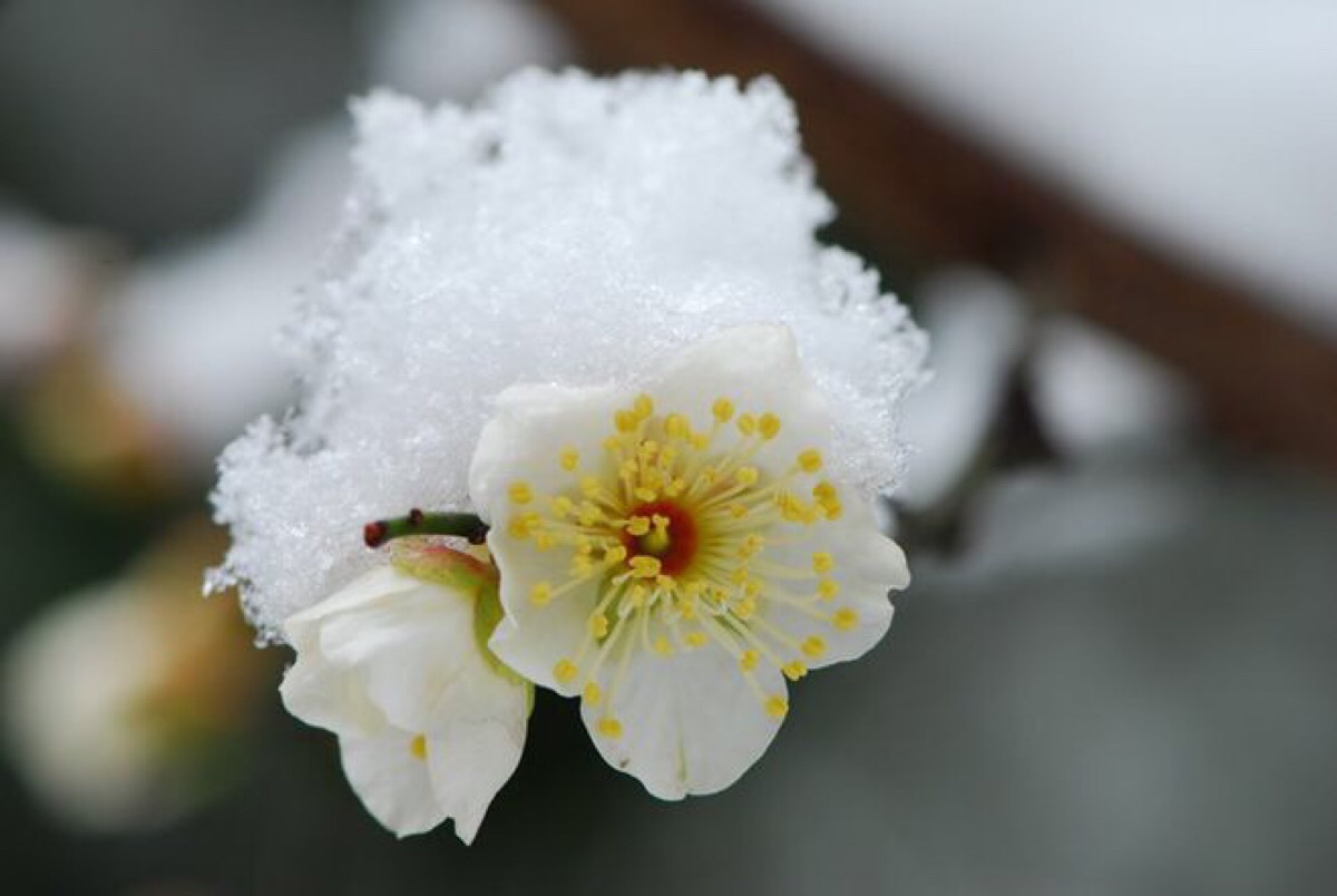 傲雪寒梅 堆糖,美图壁纸兴趣社区