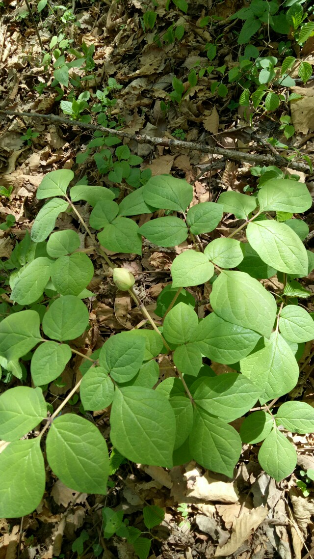 野生芍药白勺