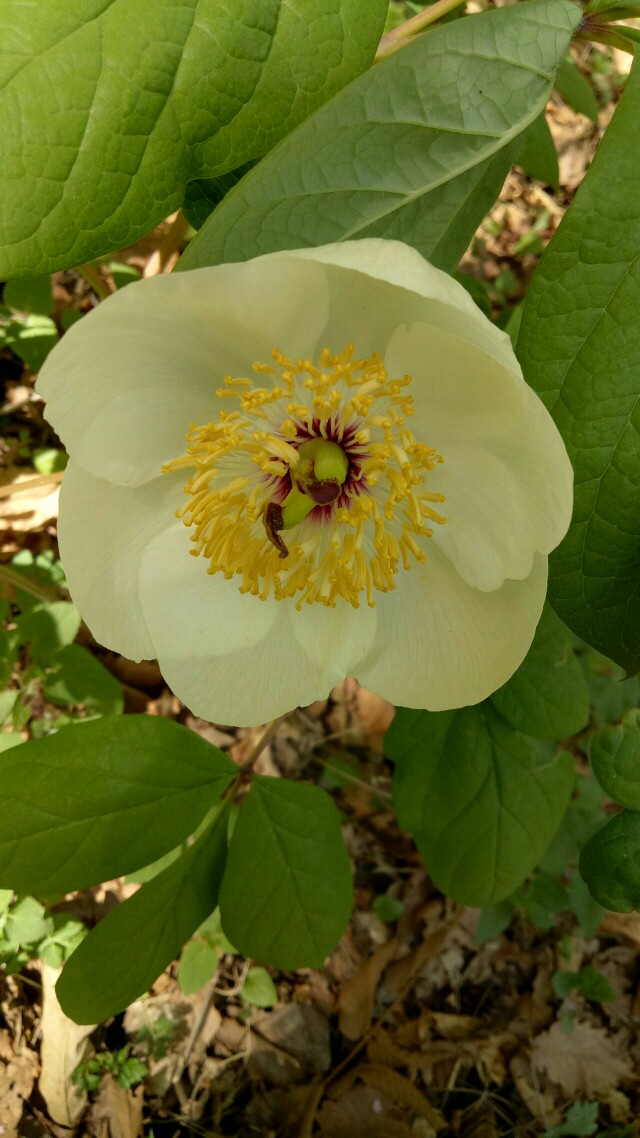 野生芍药白勺