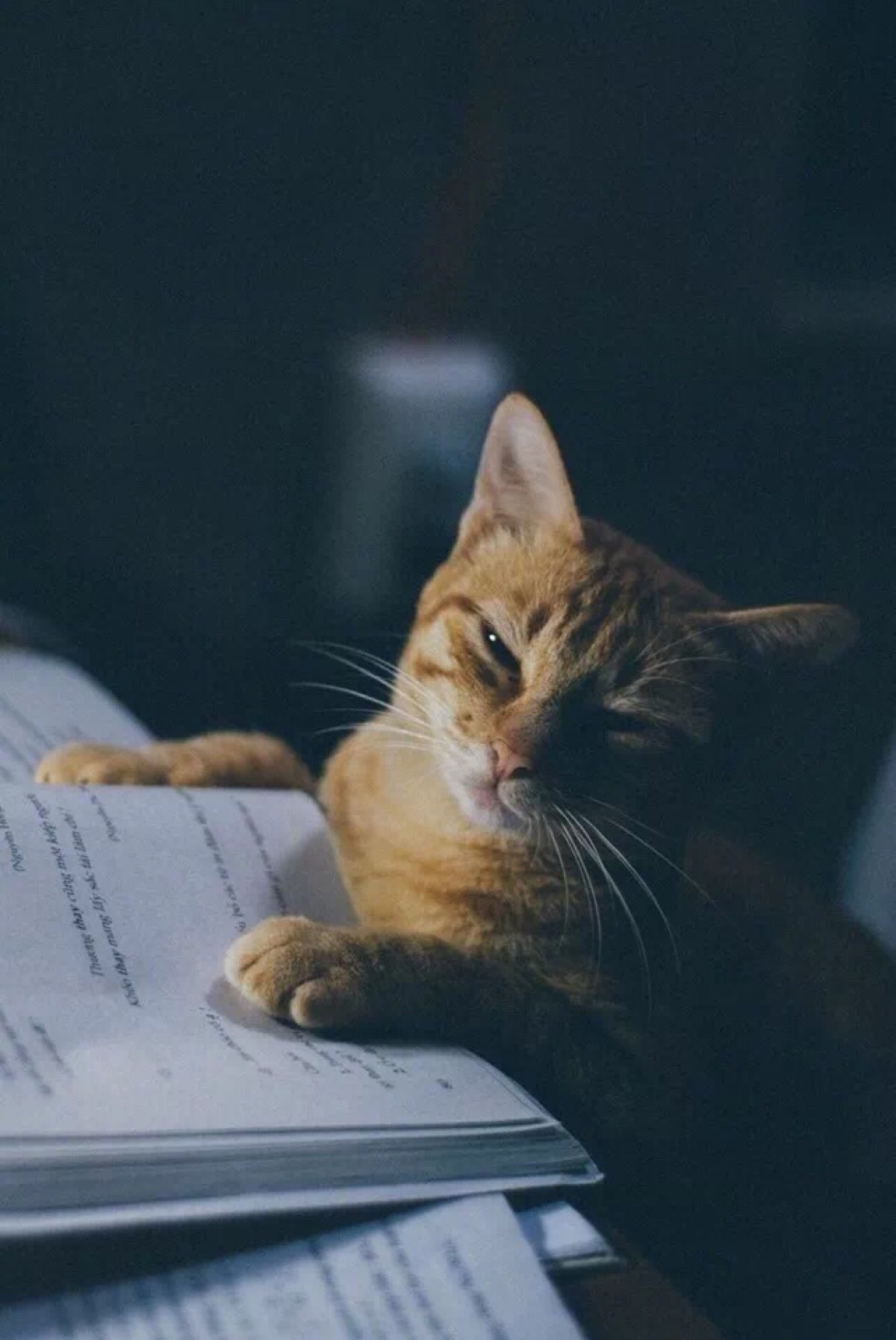 这只猫认真看书学习起来,好认真啊,不要笑,严肃点.