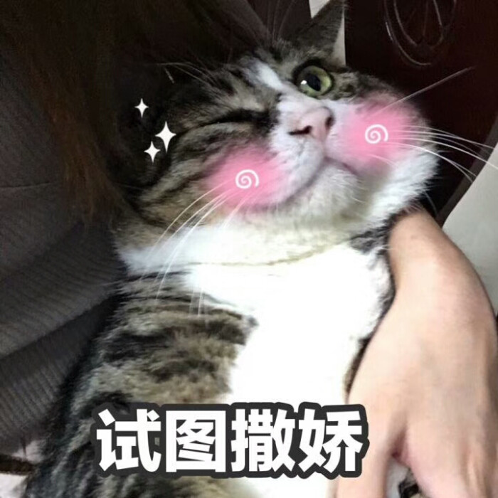 猫表情包可爱 试图撒娇