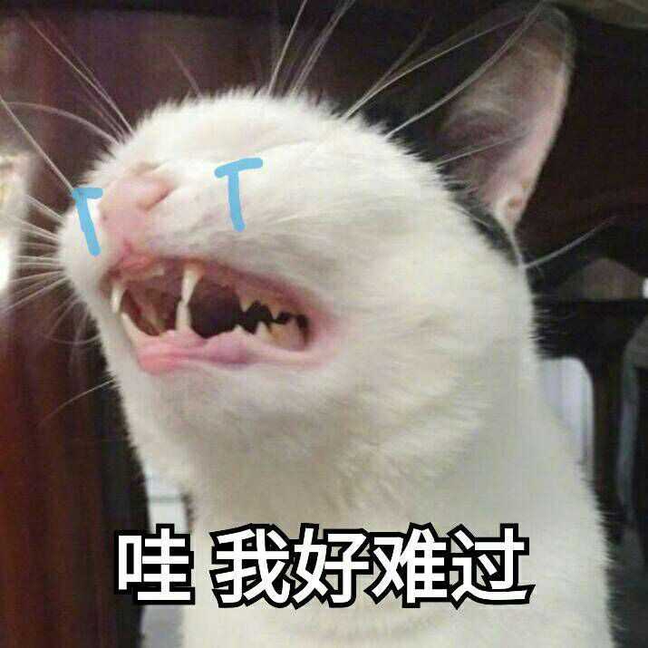 搞笑情侣头像 个性猫狗情头图片 猫表情包哭泣