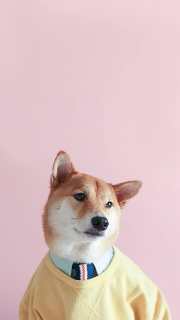 柴犬壁纸