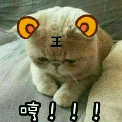 猫咪低头王:哼!_金馆长妈蛋表情网md.itlun.cn